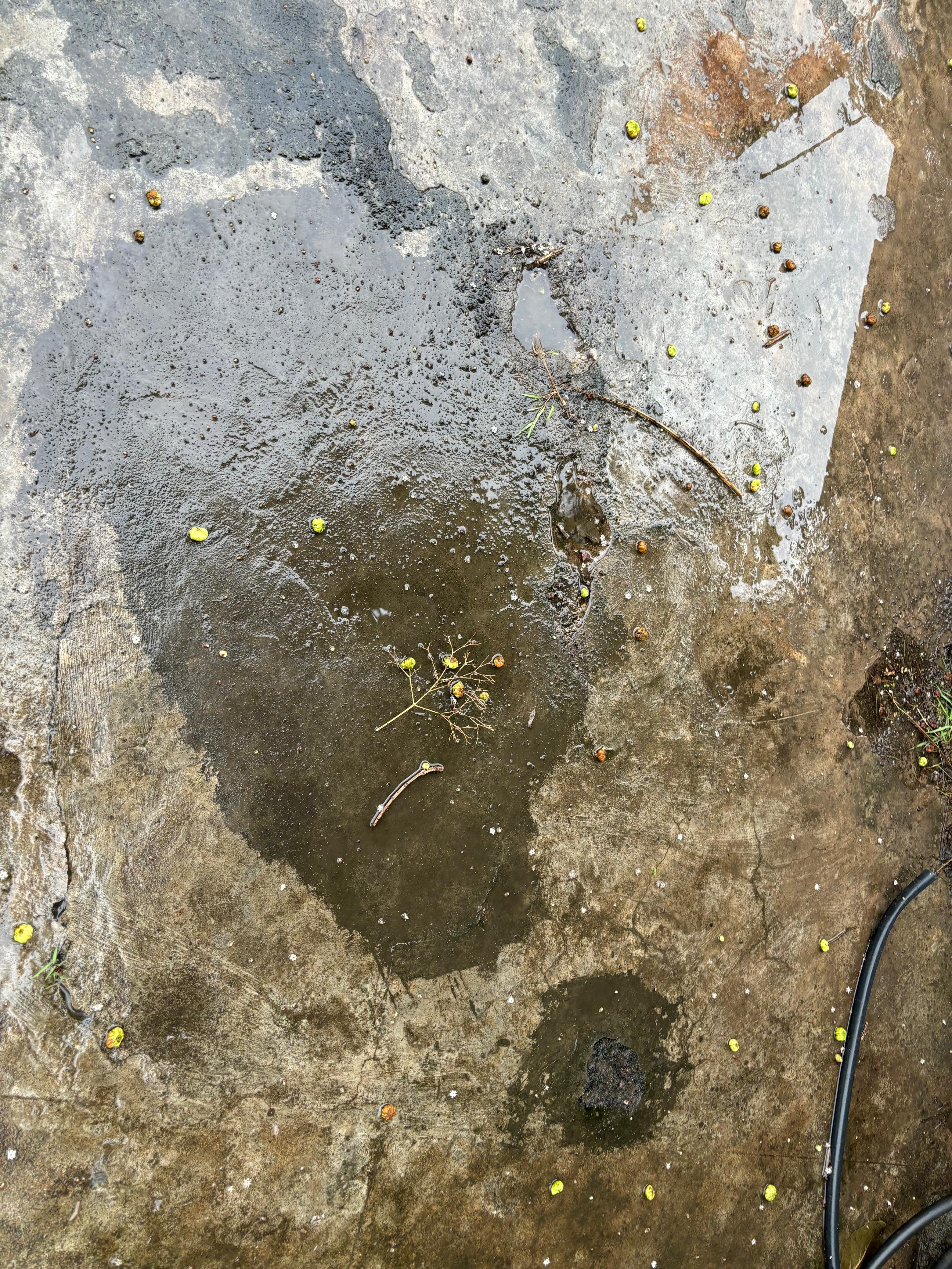 Waterproofing Damage Assessment